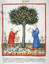 Gathering Pine Cones, Tacuinum Sanitatis